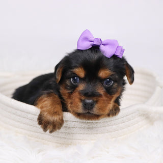 Wanda - Available 12/17