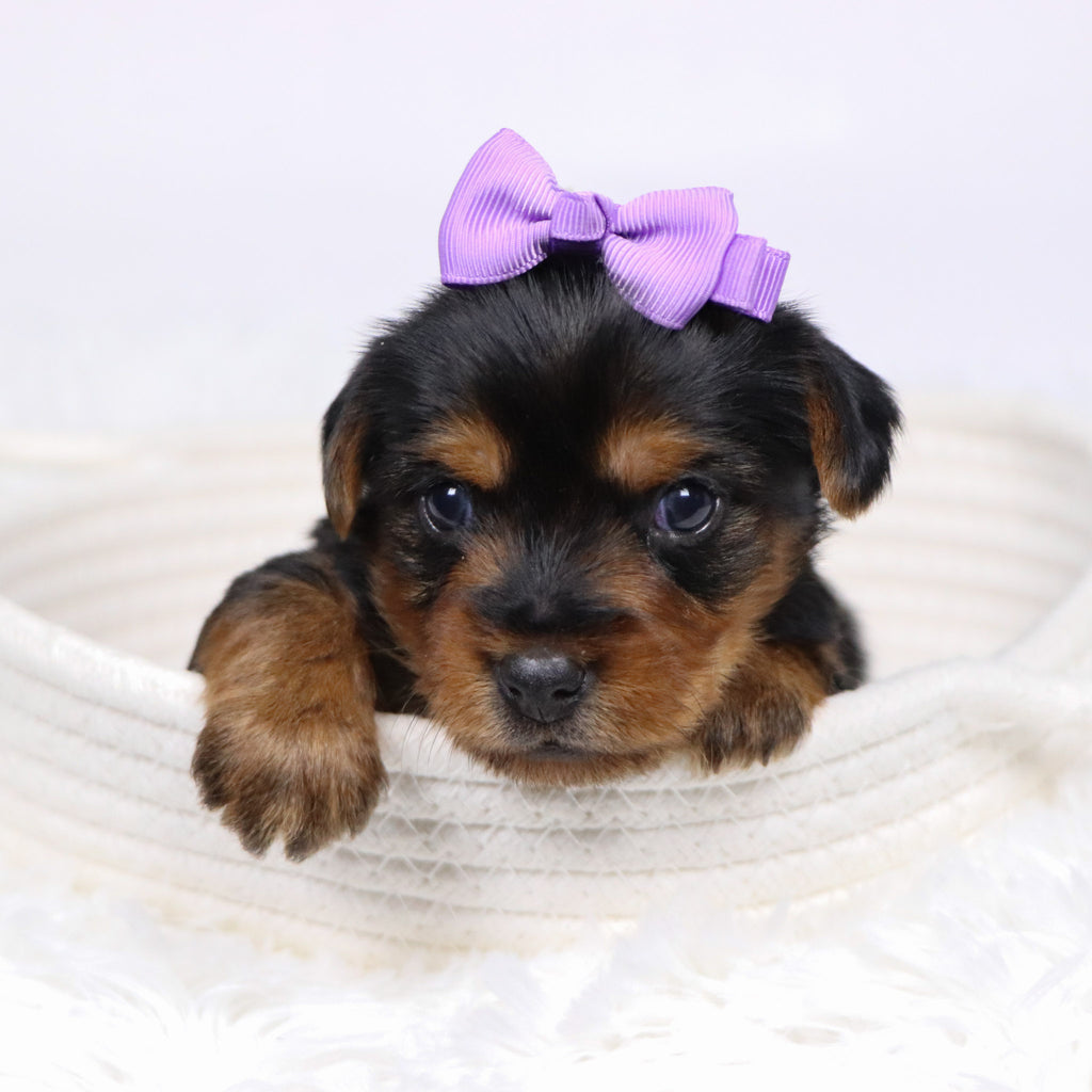 Wanda - Available Now