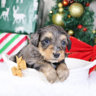 Warren - Available 1/21