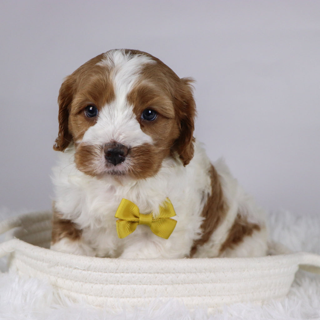 Well - available 12/3