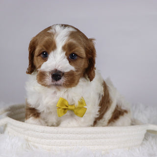 Well - available 12/3