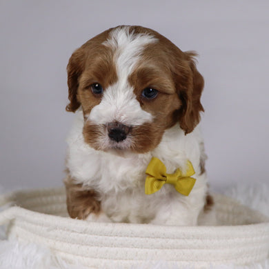 Well - available 12/2