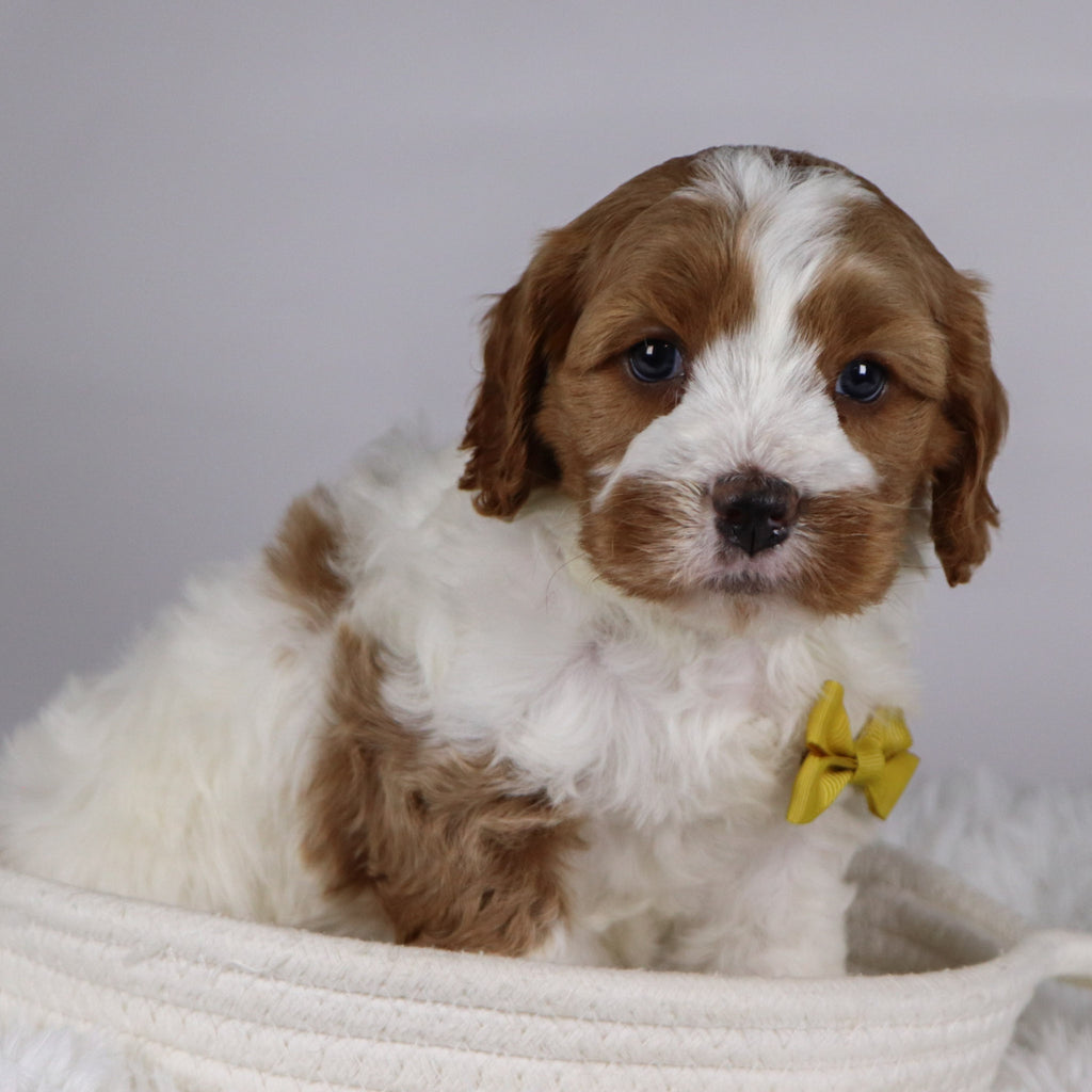 Well - available 12/3