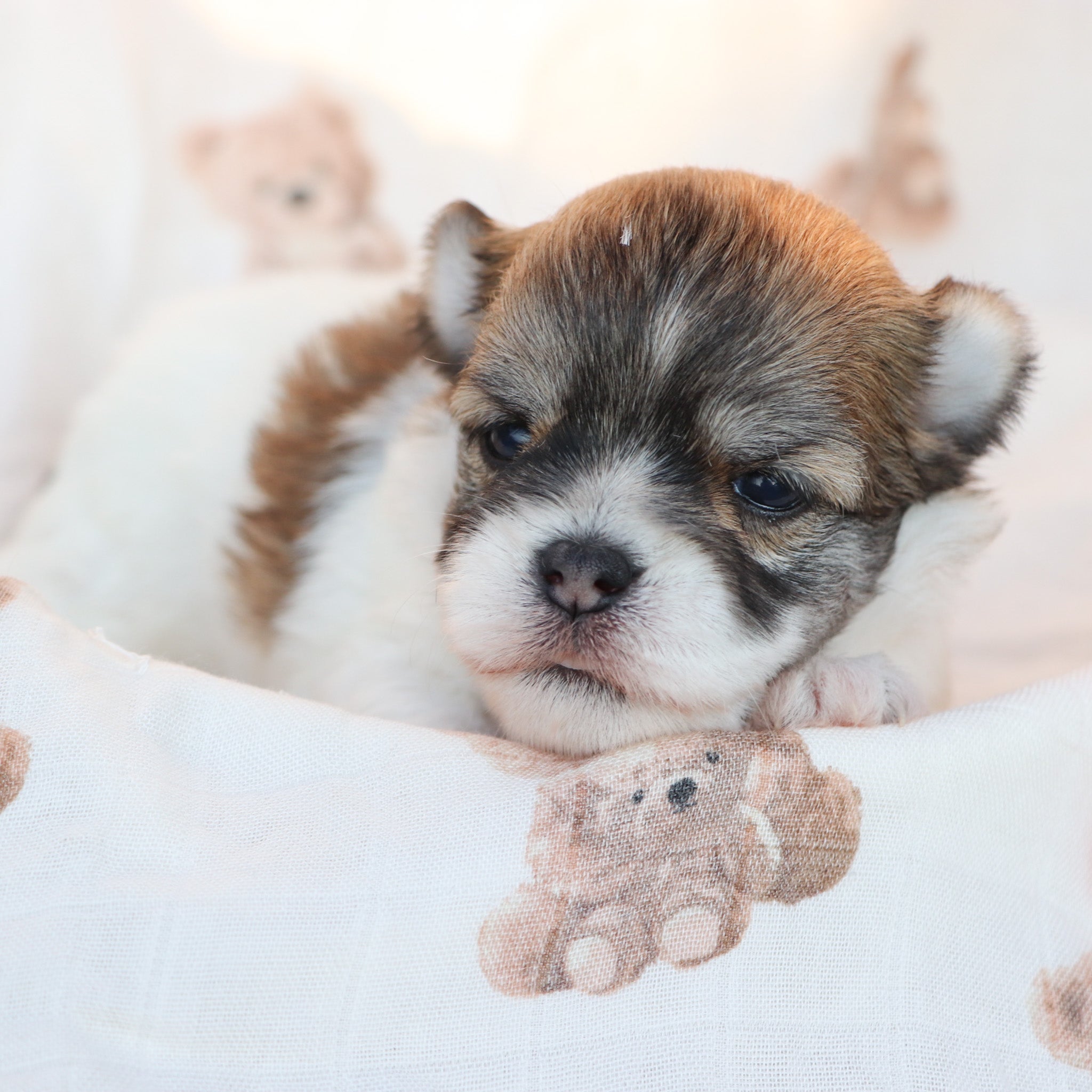 Puppies for sale in Hempstead, NY