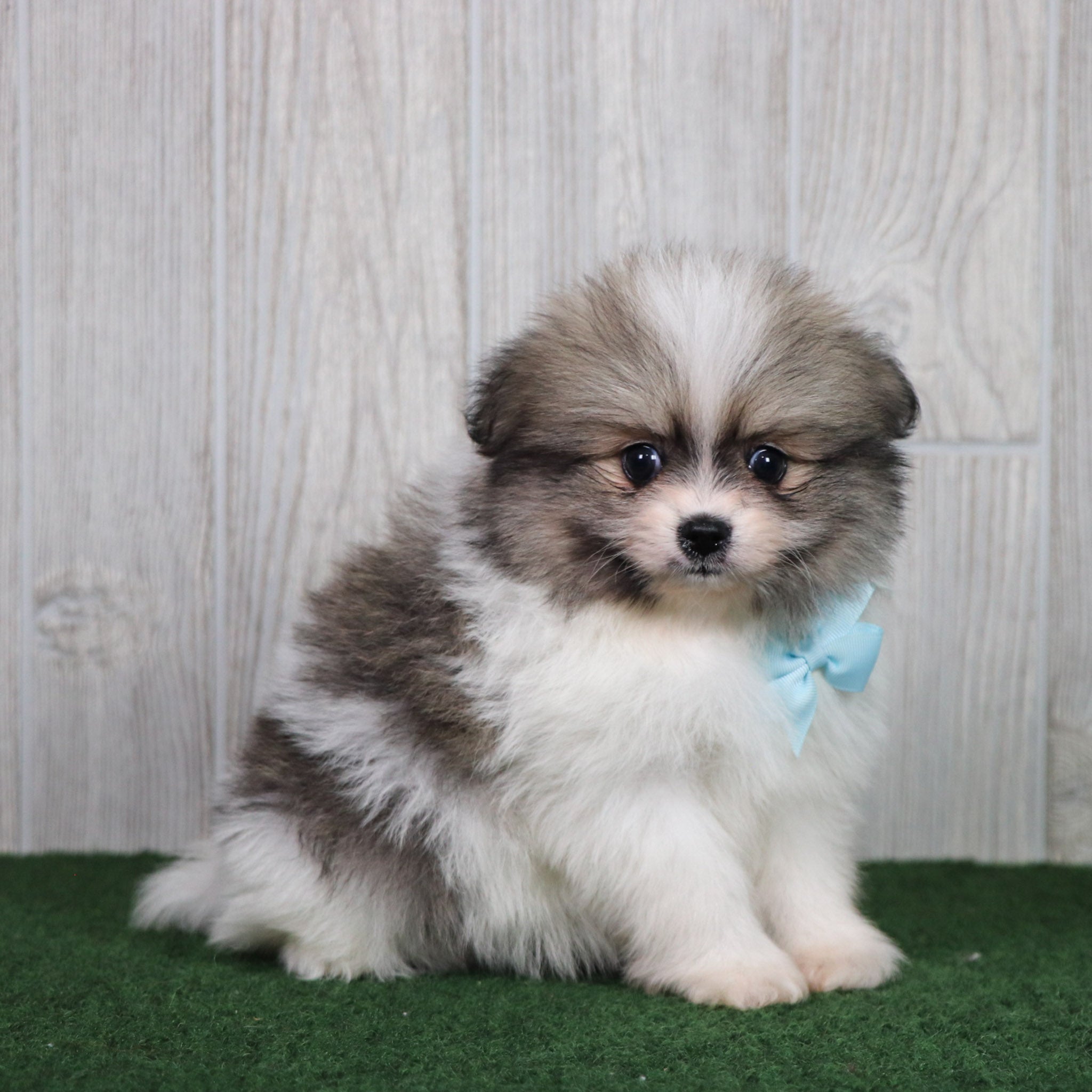 PUPPIES IN GASTONIA, NORTH CAROLINA