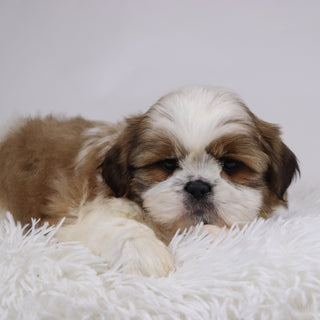 Will - Available Now