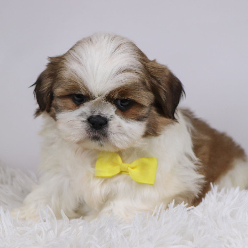 Will - Available Now