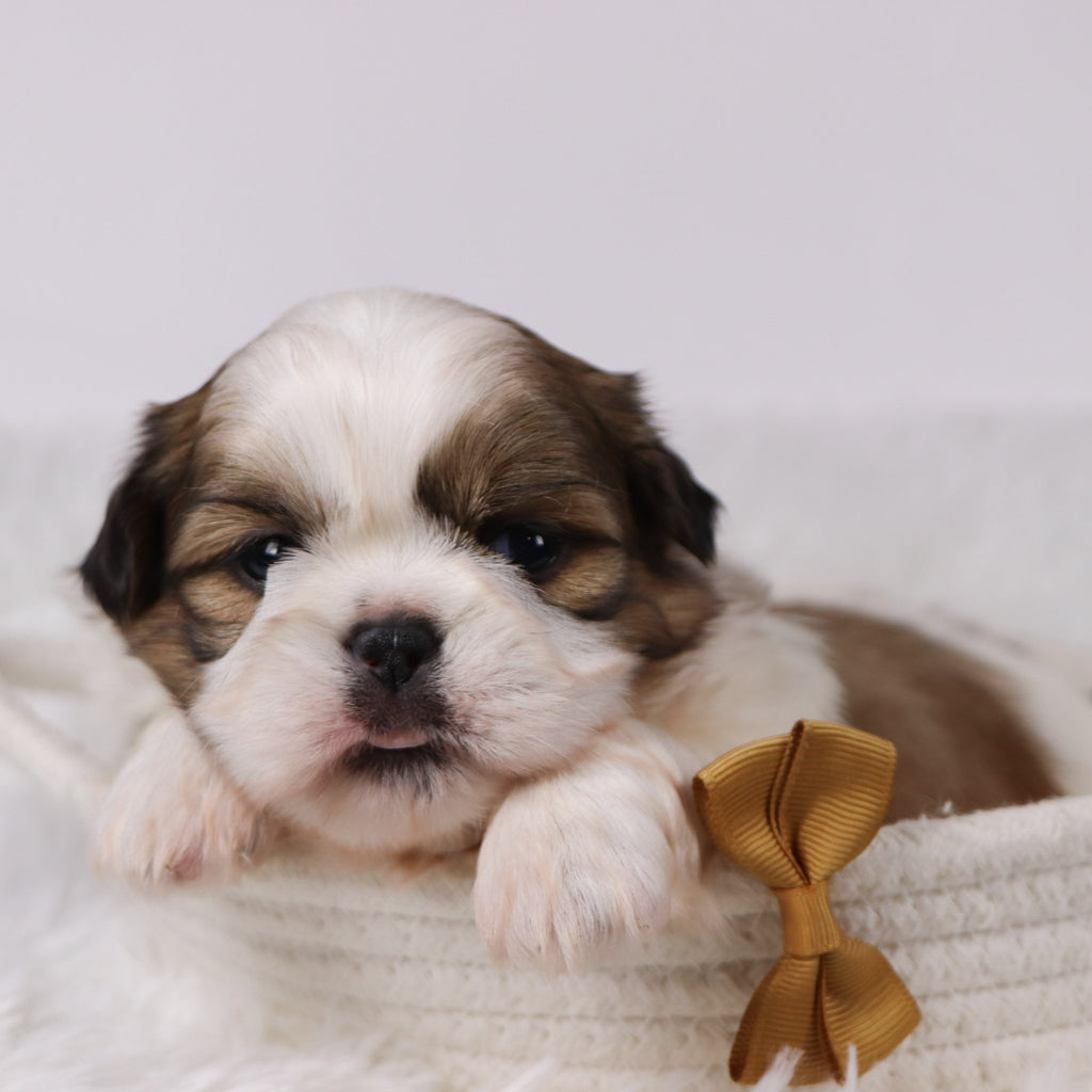 Will - Available Now