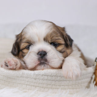 Will - Available 11/26