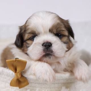 Will - Available Now