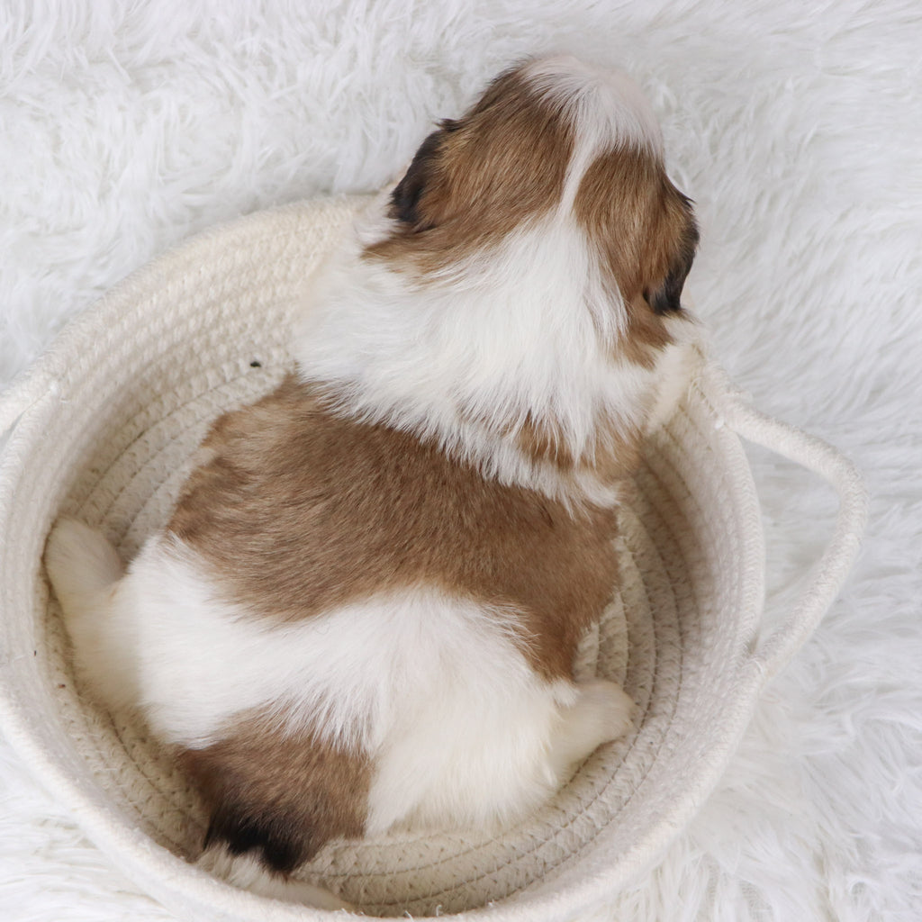 Will - Available 11/26