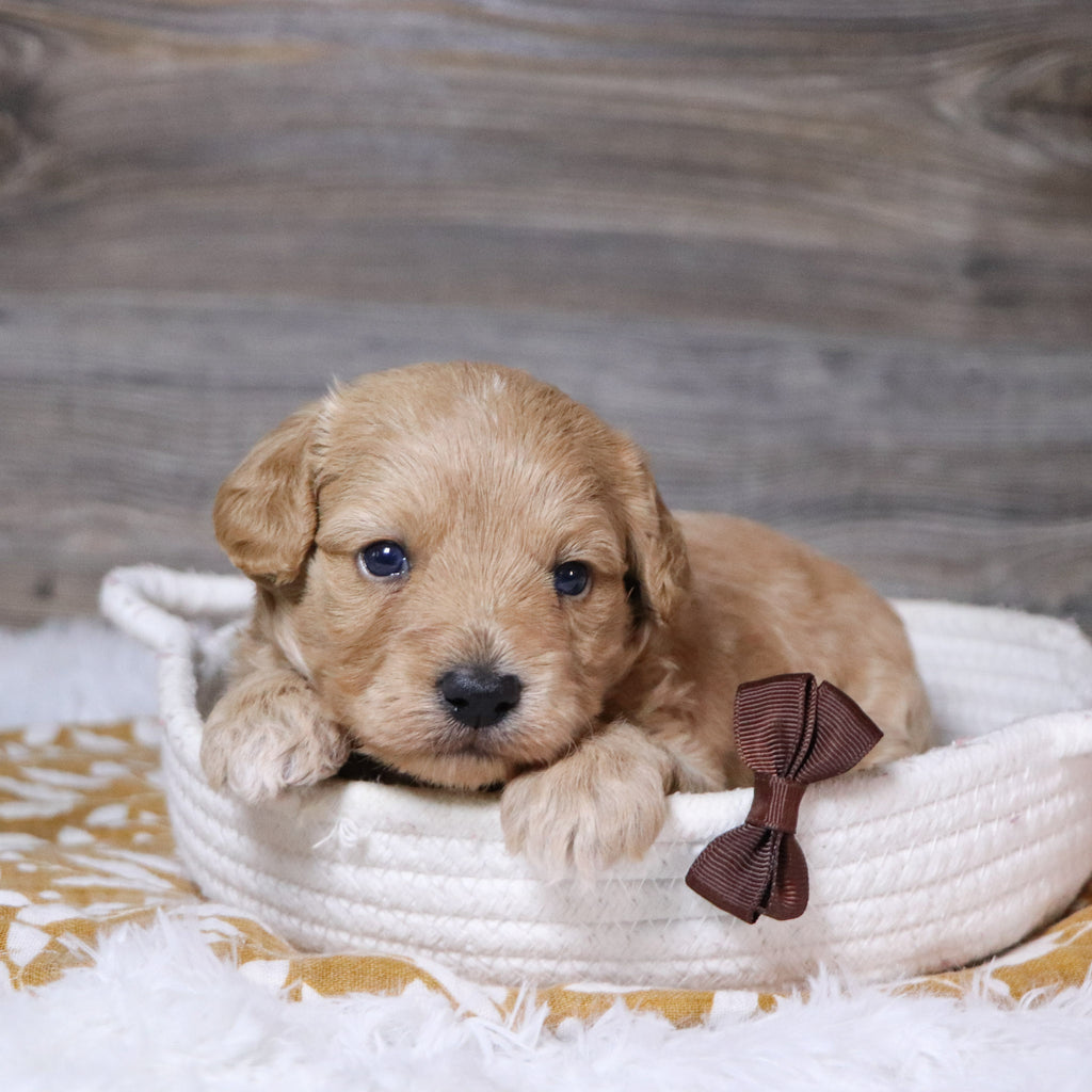 William - Available 12/23