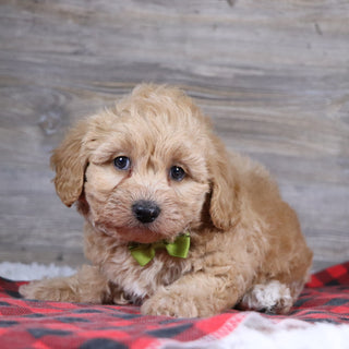 William - Available 12/23