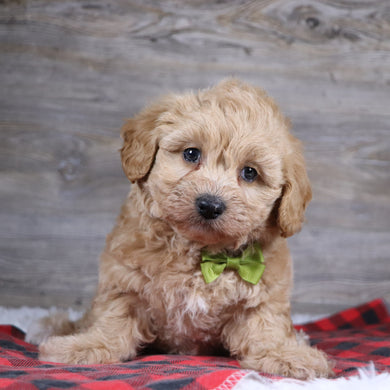 William - Available 12/23