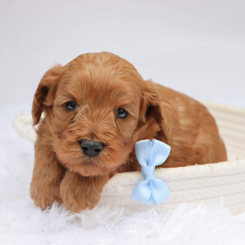 Willie - available 11/19