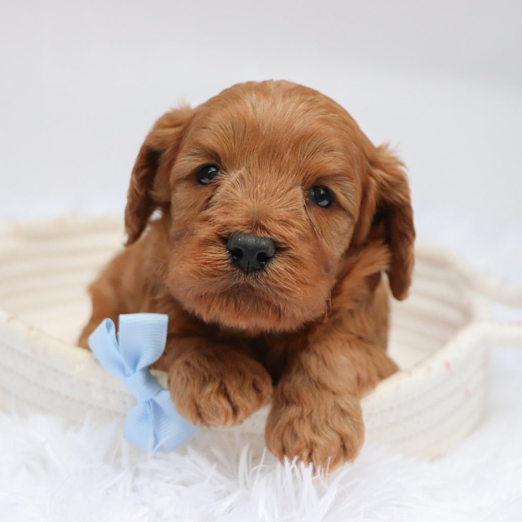 Willie - Available Now