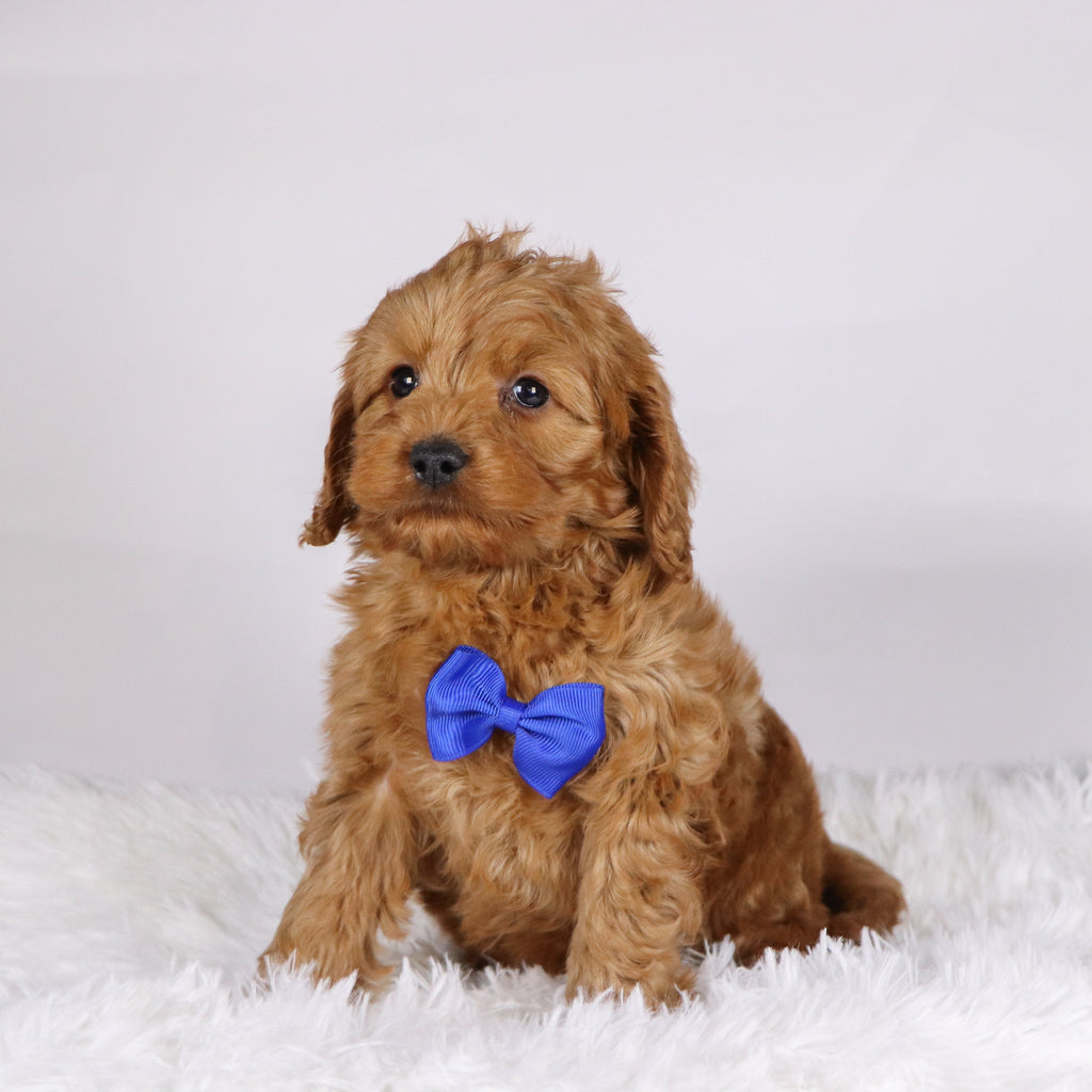 Willie - Available Now