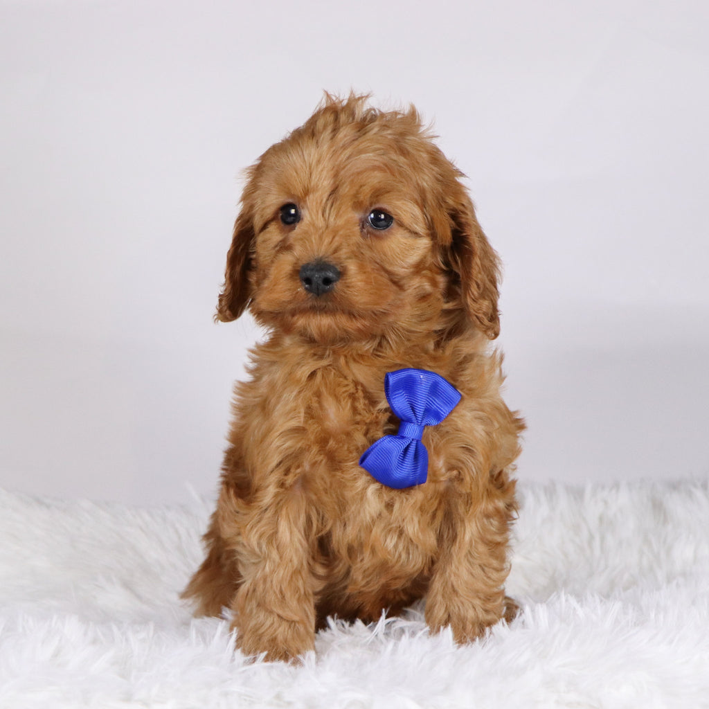 Willie - Available Now