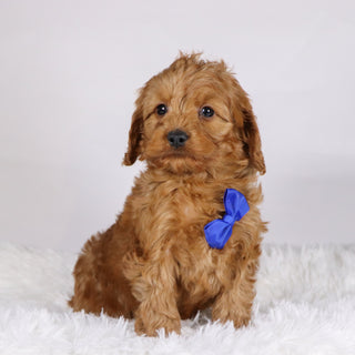 Willie - Available Now