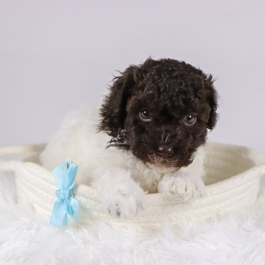 Windy - Available 11/26