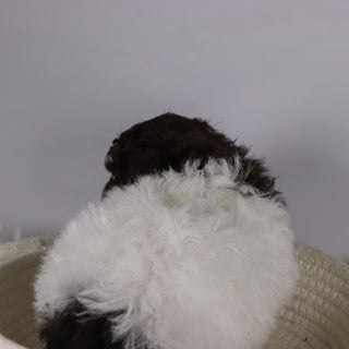 Windy - Available 11/26