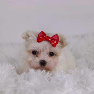 Wine - Available 11/26