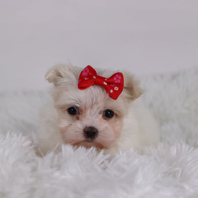 Wine - Available 11/26