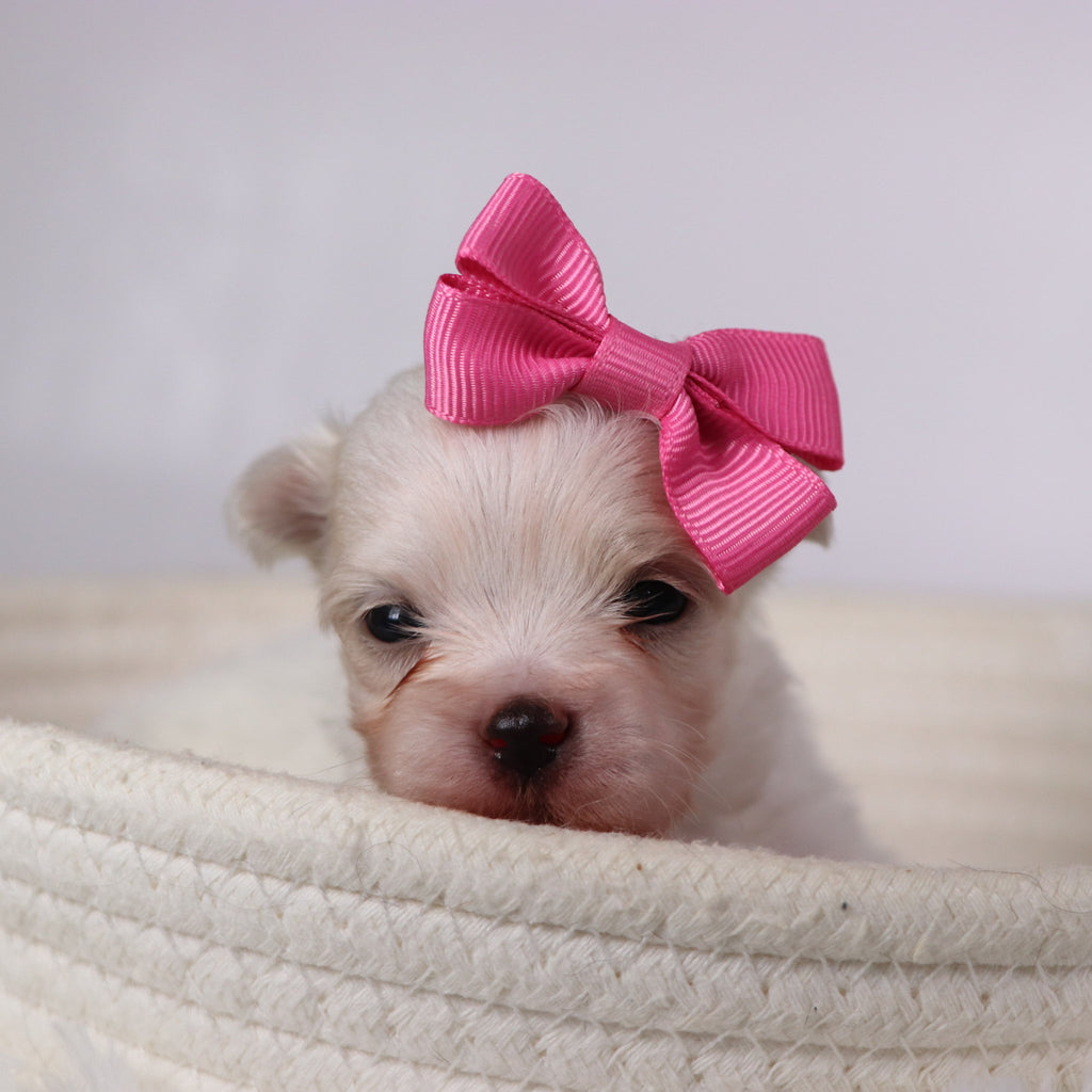 Wine - Available 11/26