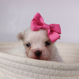 Wine - Available 11/26