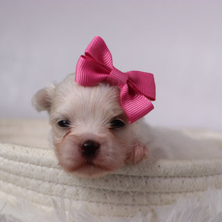 Wine - Available 11/26