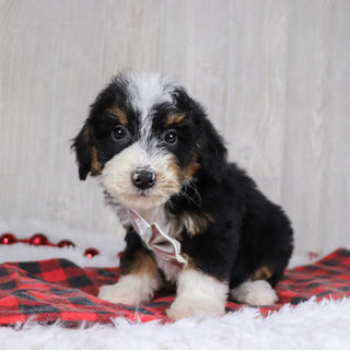 Winston - Available 12/17