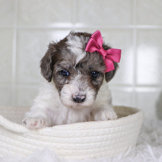 Wren - Available Now