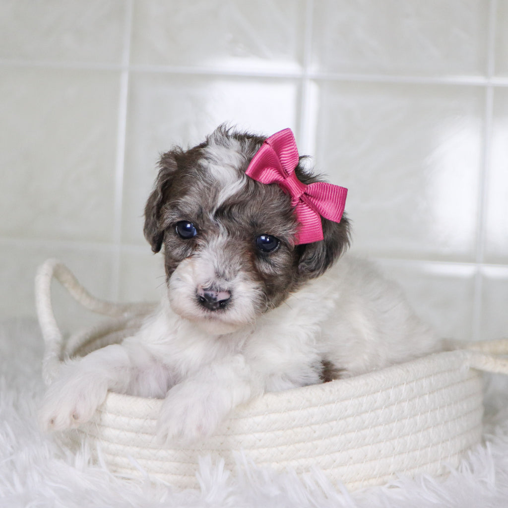 Wren - Available Now