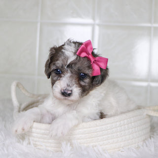 Wren - Available Now