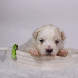 Yam - Available 11/12