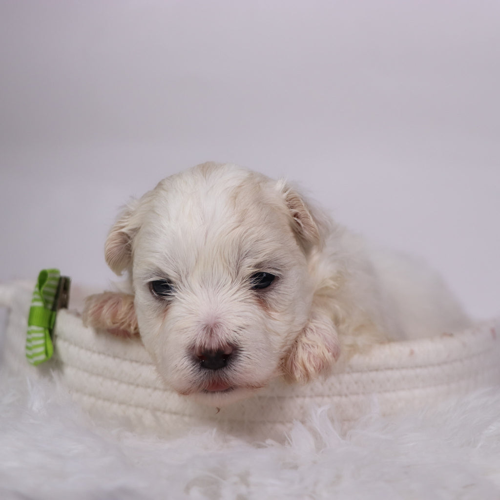 Yam - Available 11/12