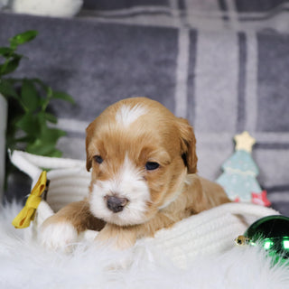 Yolo - Available 1/14