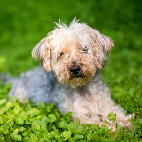 Yorkiepoo