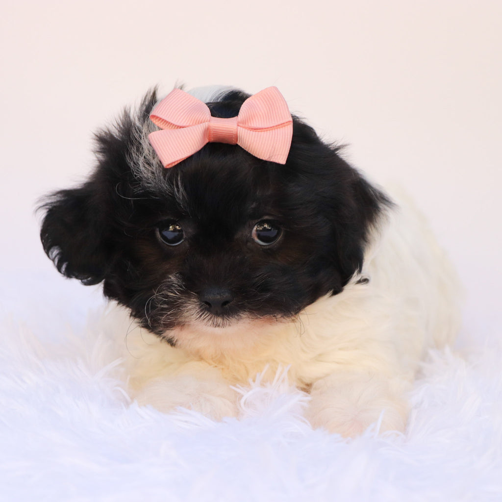 Zelda - Available Now