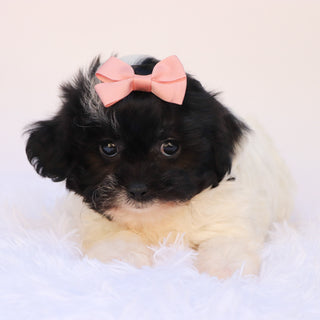 Zelda - Available Now