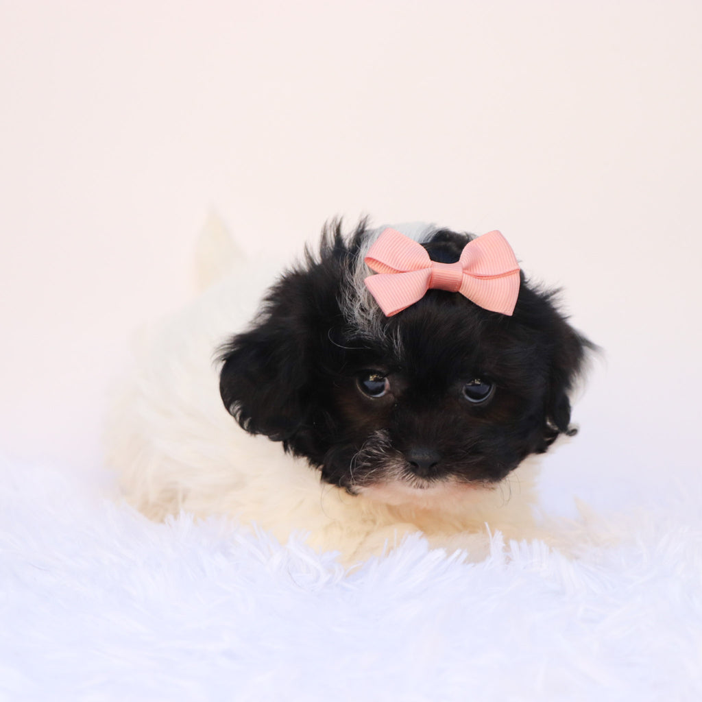 Zelda - Available Now