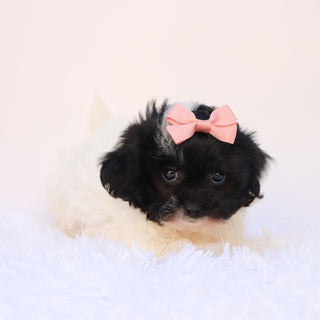 Zelda - Available Now