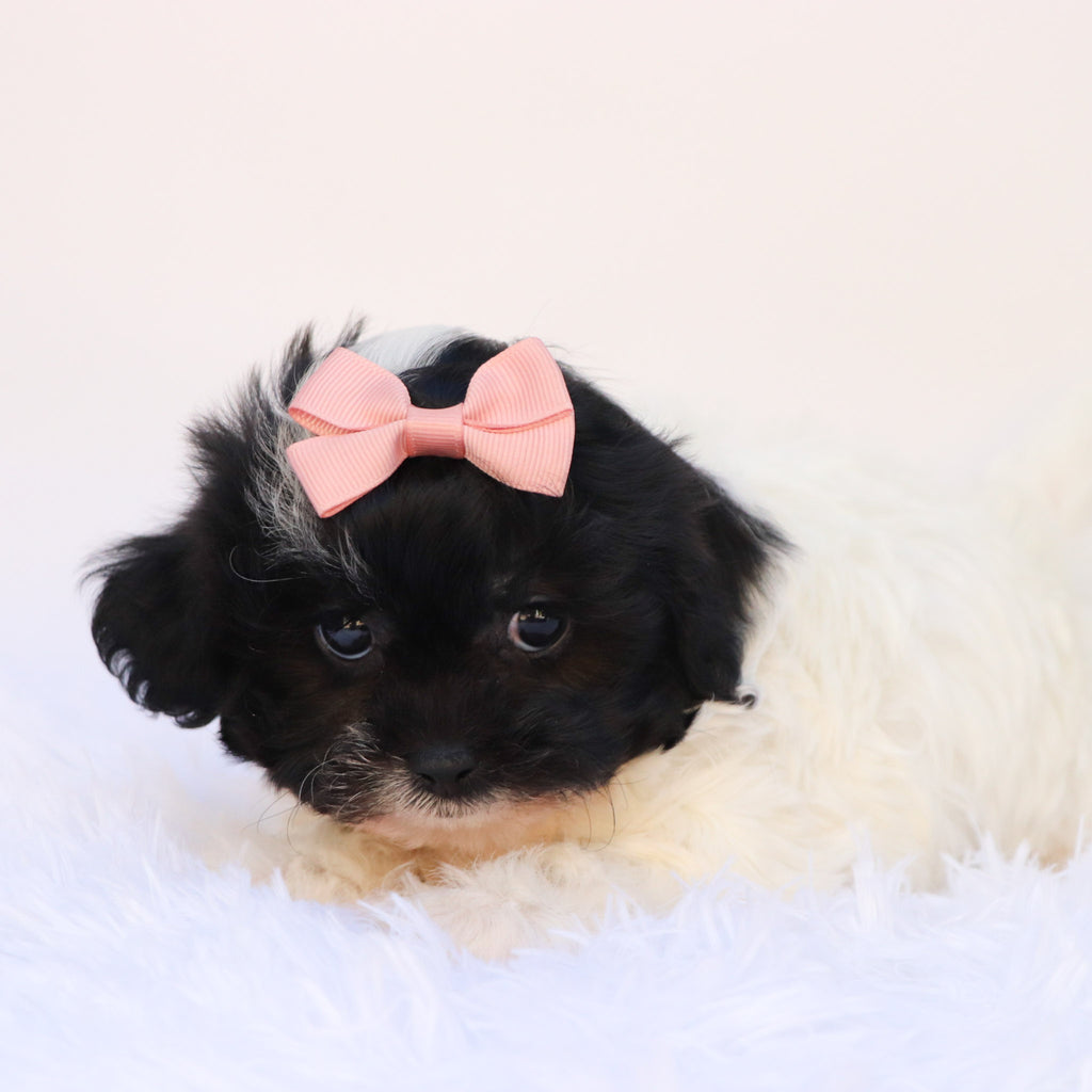 Zelda - Available Now