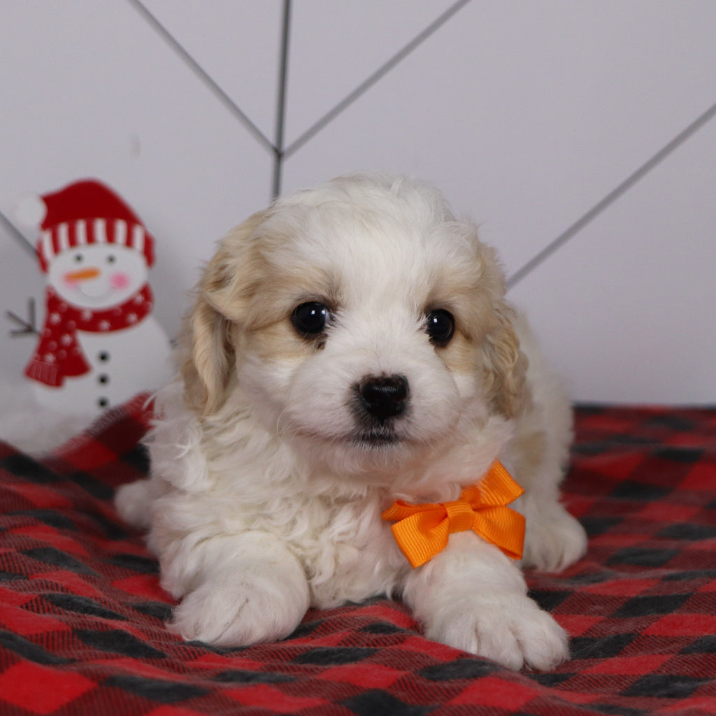 Ziggy - Available 1/8