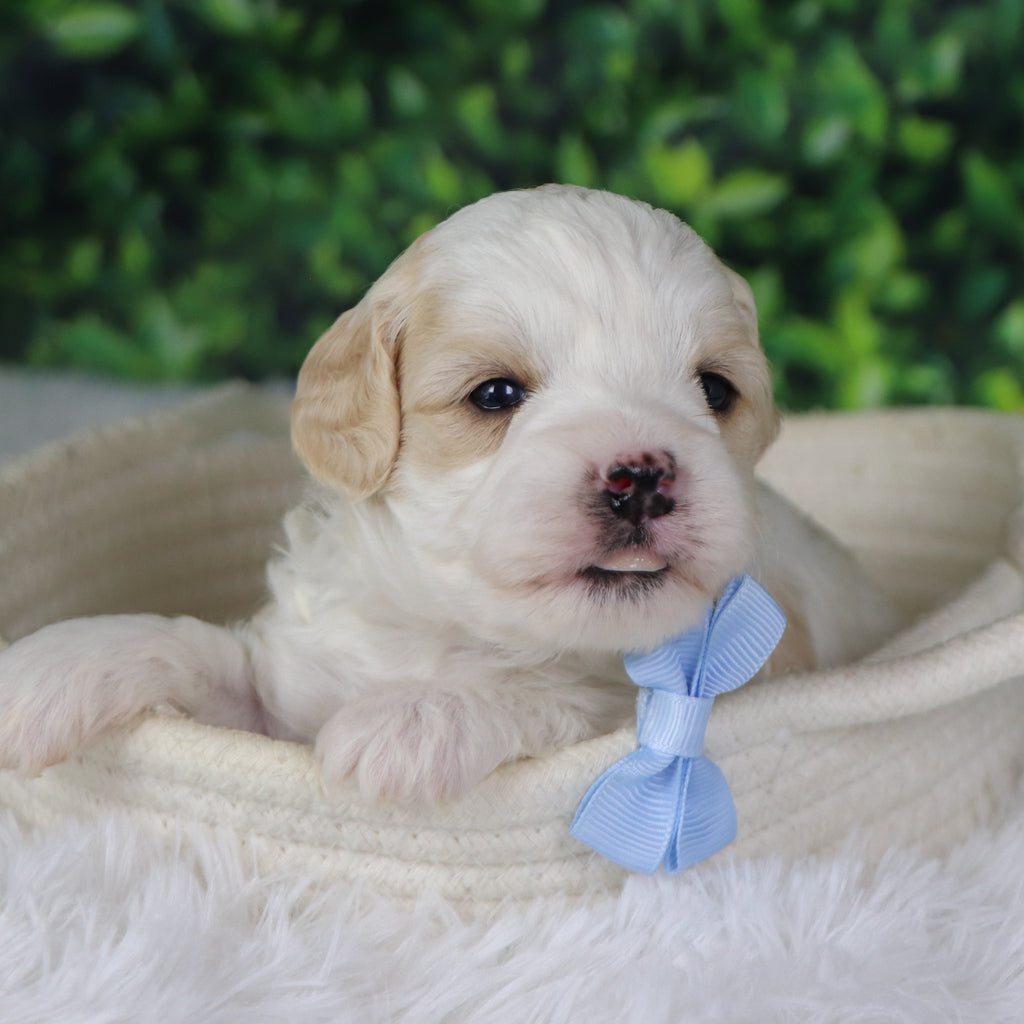 Ziggy - Available 1/8