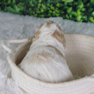 Ziggy - Available 1/8