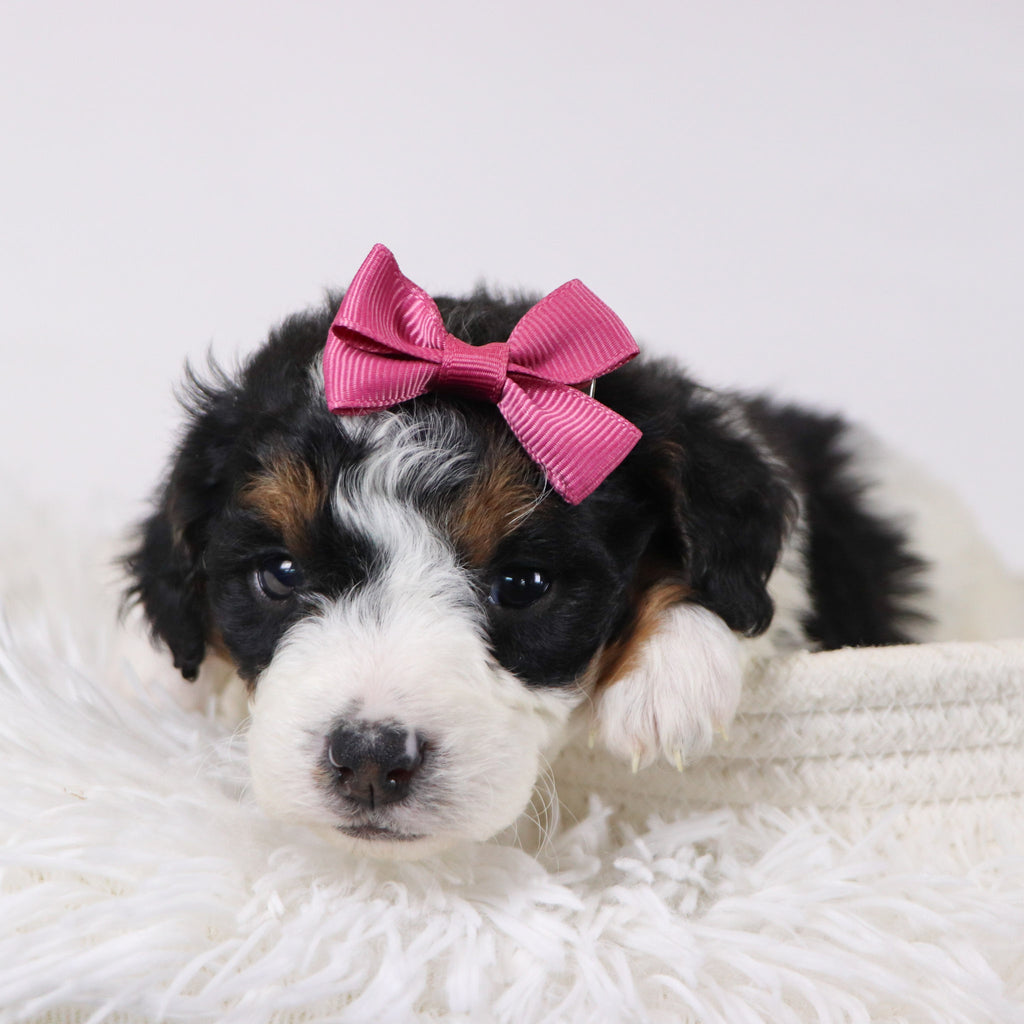 Adele - Available 12/17