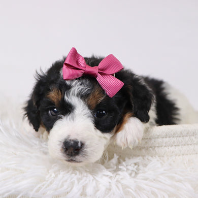 Adele - Available 12/17