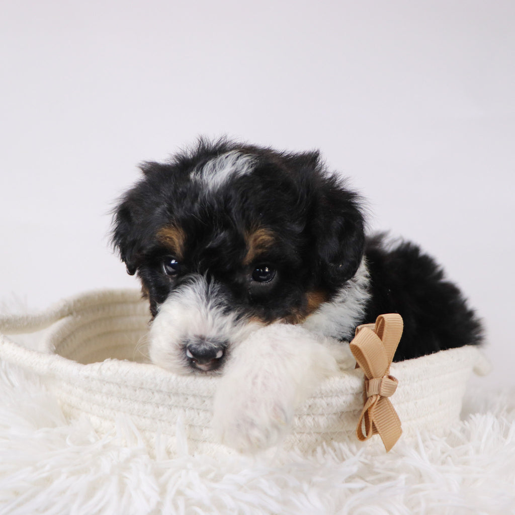 Caleb - Available 12/17