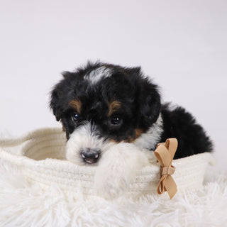 Caleb - Available 12/17